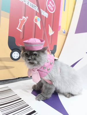 喀嚓！喵一下